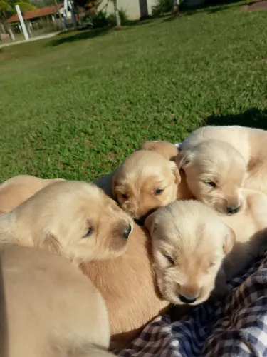 Golden Retriever