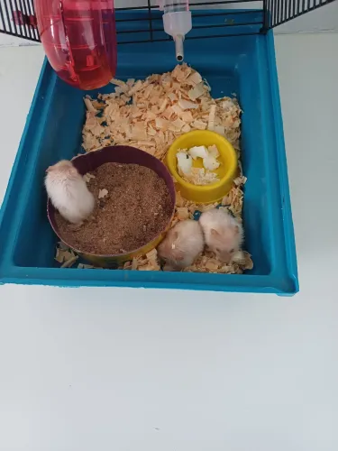 Filhotes de Hamster Russo