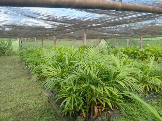 Mudas Açaí Pai D'egua