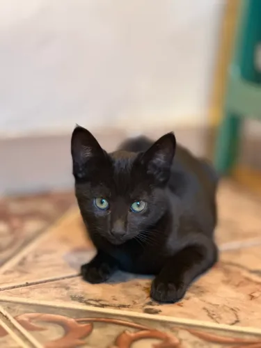 Gato pra doar