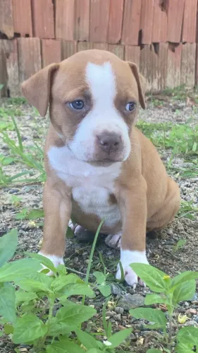 Filhotes De Pitbull 