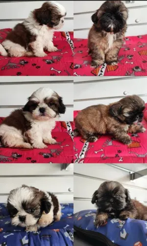 Cachorro Shitzu
