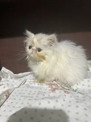 Gato persa 