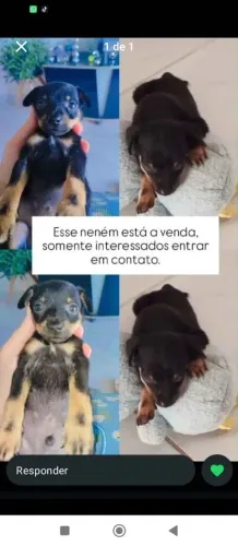 Cachorro Pincher 
