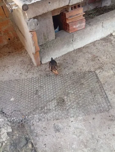 Vendo pintinhos Moura 25 reais a unidade
