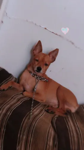 Cachorro pinscher