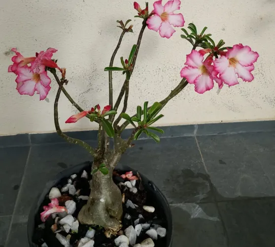 Rosa do deserto 