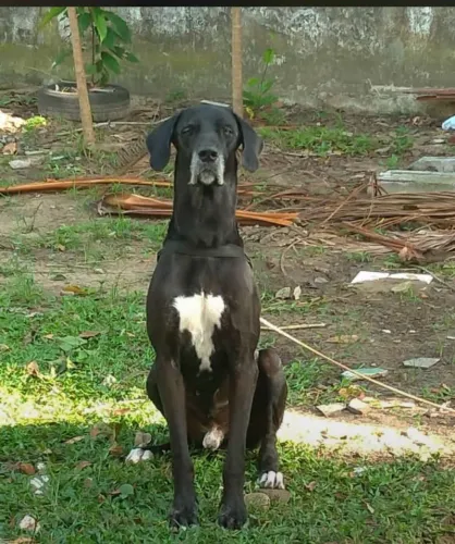 Vendo filhote de dog alemão mixto Castanhal
