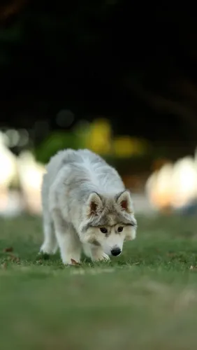 Filhote Husky Siberiano