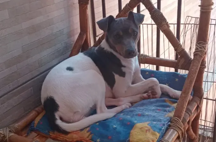 Terrier Brasileiro 