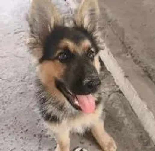 Pastor alemão Seu novo doguinho pode transformar seus dias