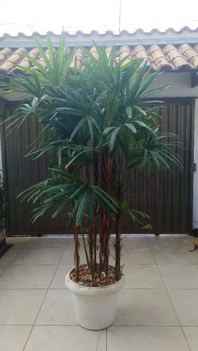 Desapego de planta