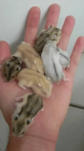 VENDO HAMSTER ANÃO RUSSO, MACHO CARAMELO E FÊMEA BRANCA ,