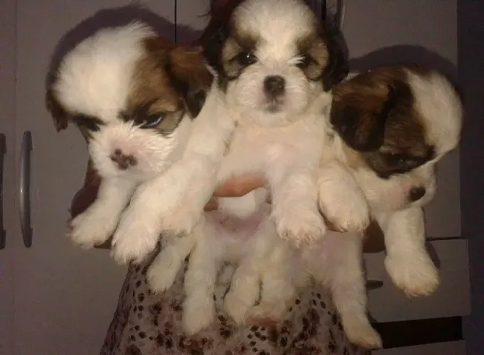 Filhote de Shih Tzu Com Um Charme Que Vai Encantar Seu Lar