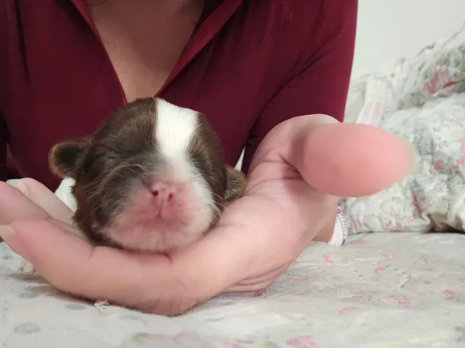 Filhotes De ShihTzu