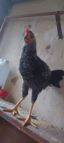 Galo músico turco ...