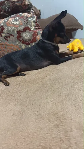 Pinscher fêmea - A venda