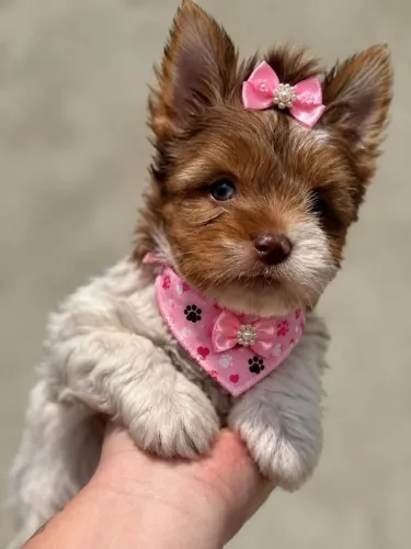 Uma linda Yorkshire merle femea olho azul
