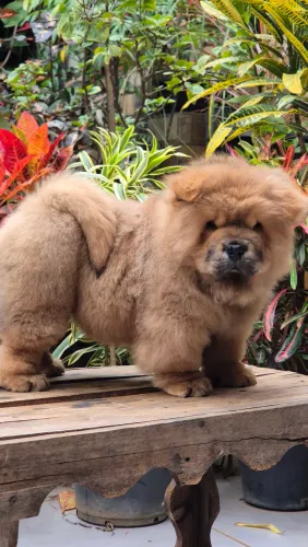 Chow chow americano
