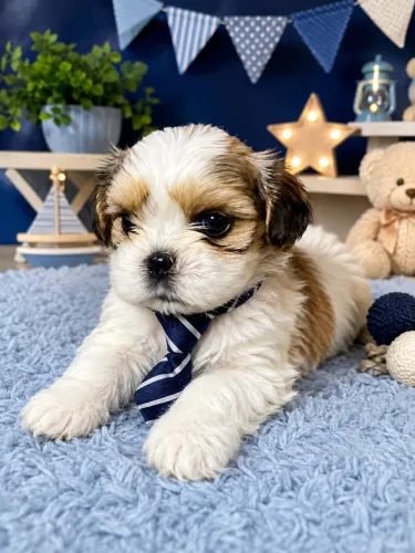 Encantadores filhotes de lhasa apso machos