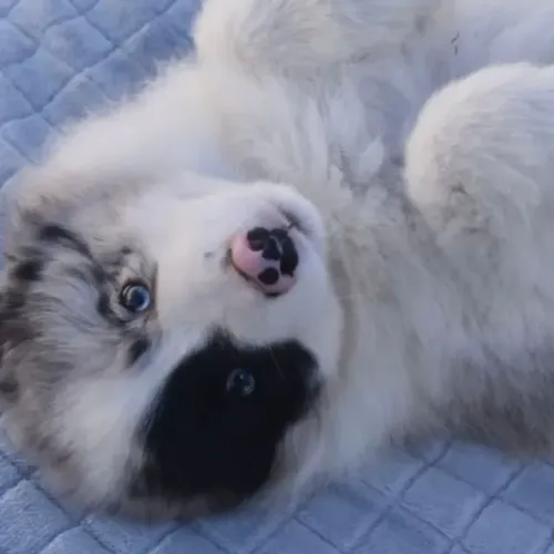 Filhotes de Border Collie |Amor que renova.