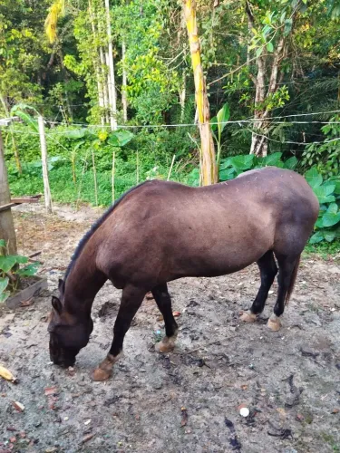 Cavalo Meio Sangue Quarto de Milha , Manso, Pronto para Cavalgada,em Manaus AM