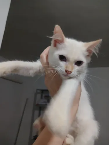 Doação gata