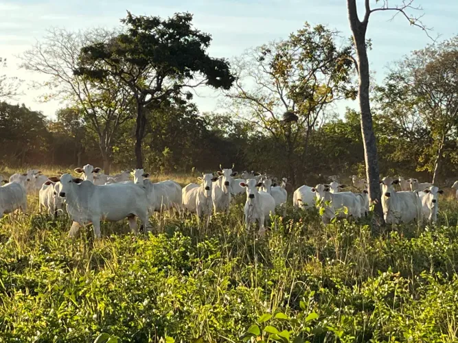 Fazenda 258 hectares