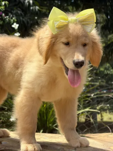 Golden para Niterói