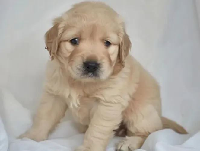 Golden Retriever Filhotes Super Amorosos.