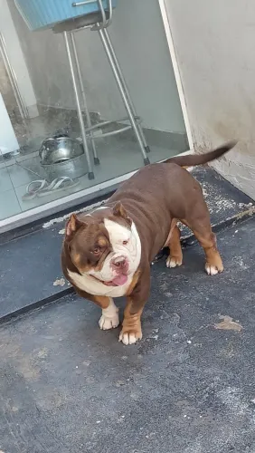American Bully Macho - Tricolor Pedigree