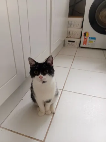 Gata filhote