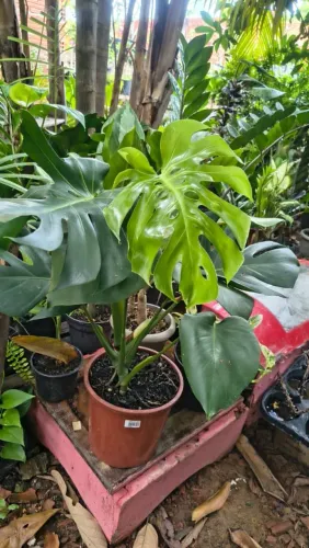 Plantas Adaptadas e substrato Premium