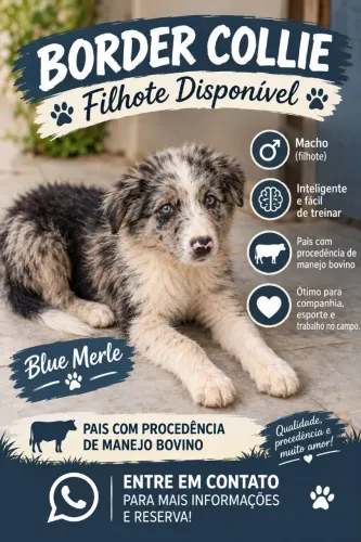Filhote de Border Collie 