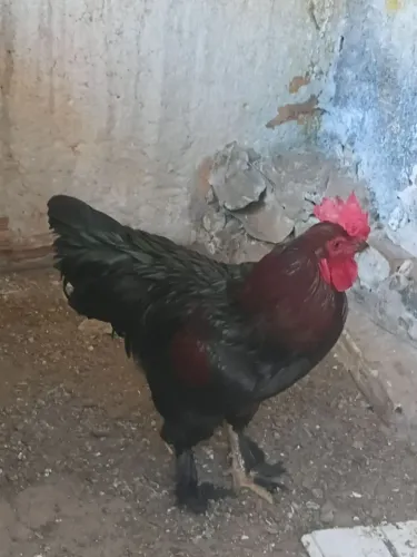 Vendo um galo 70