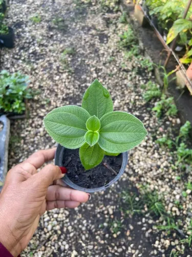 Plantas variadas