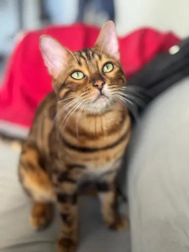 Gato Bengal Macho Puro | Castrado | Extremamente Dócil