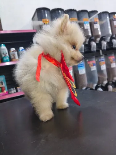 Spitz alemão vacinado vermifugado e com garantia