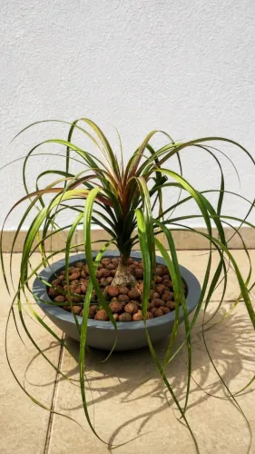 Vendo Planta Pata de Elefante