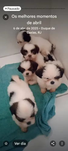 Cachorro shih Tzu