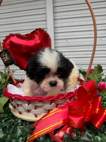 Shihtzu