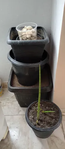 5 Vasos de Planta resistente, terra preta e 1 espada de são Jorge