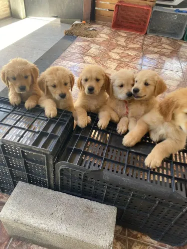 Golden puros fêmeas e machos pedigree 