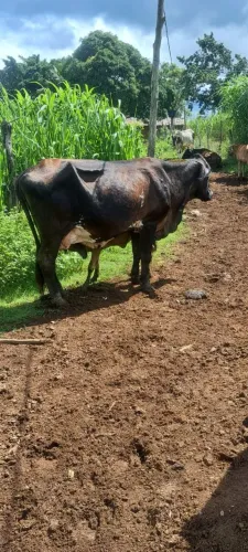 ? VENDE-SE VACAS DE LEITE + ORDENHA ?