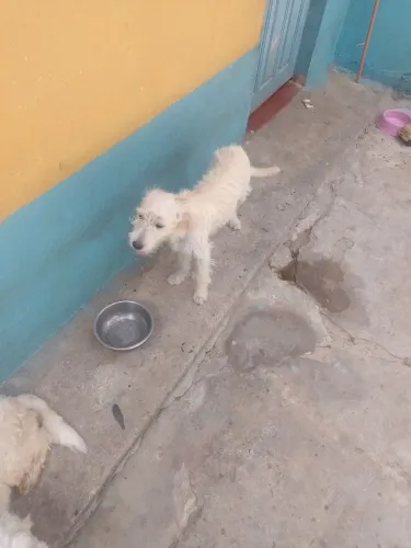 Cachorro para doação