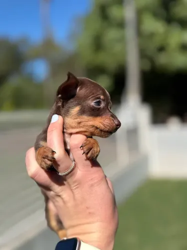 Mini Pinscher