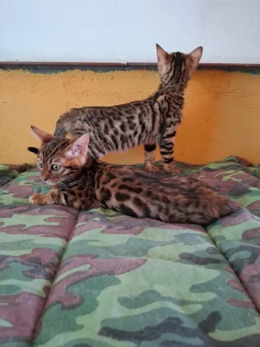 Bengal