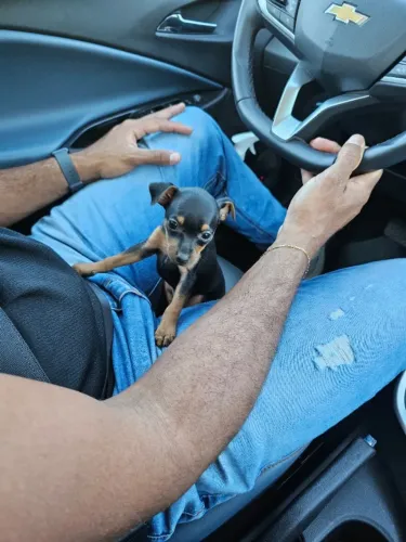Neném Pinscher/Pincher Atento e Esperto Macho e Fêmea Vacinados em SP
