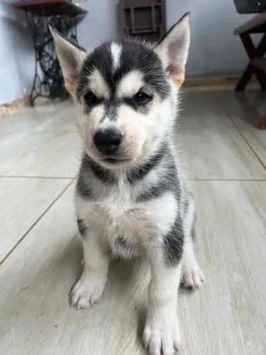 Lindos filhotes de Husky Siberiano!!!