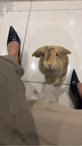 Coelha mini lop